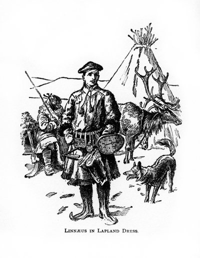 Carolus Linnaeus, botánico, médico y zoólogo sueco del siglo XVIII, siglo XX de Unbekannt