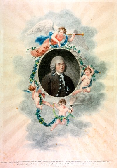 Carolus Linnaeus, naturalista y médico sueco, 1807 de Unbekannt