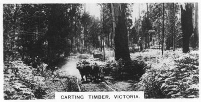 Transporte de madera, Victoria, Australia, 1928 de Unbekannt