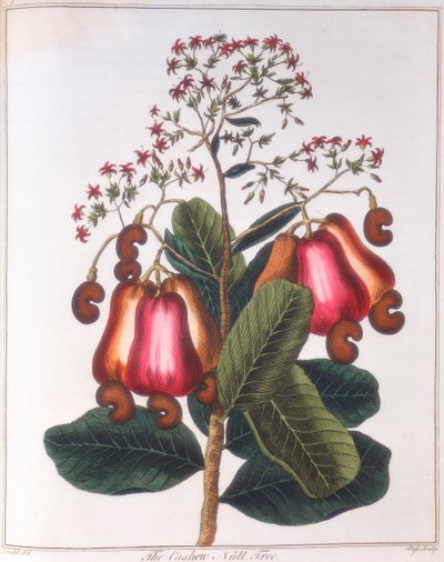 Anacardo - Anacardium occidentale, c1798 de Unbekannt