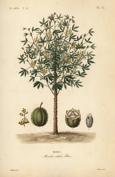 Yuca o mandioca, Manihot esculenta, Manihot edulis de Unbekannt