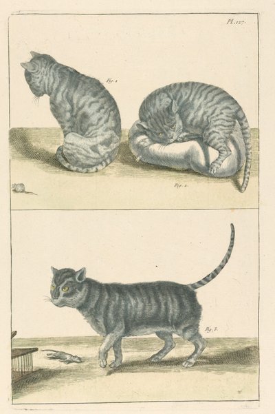 Gatos de Unbekannt