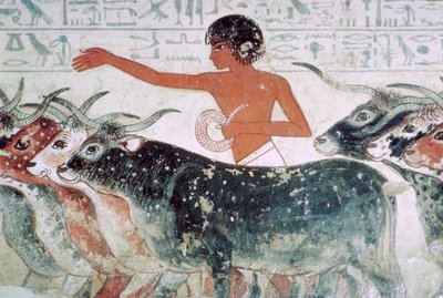 Ganado llevado para inspección: pintura mural de la tumba de Nebamun no 5, Egipto, c. 1350 a.C. de Unbekannt