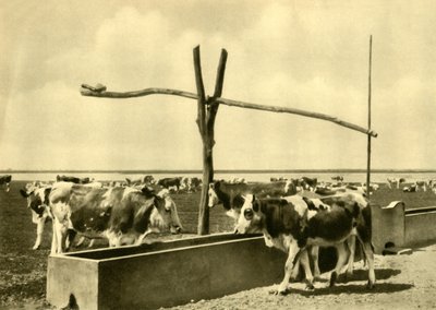 Ganado bebiendo en un abrevadero, Burgenland, Austria de Unbekannt