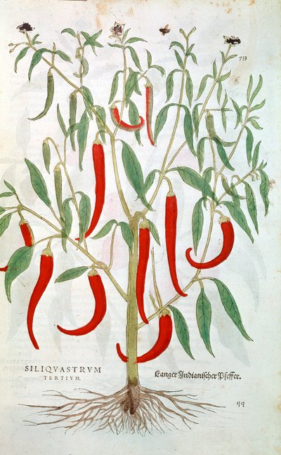 Planta de pimienta de Cayena Capsicum, siglo XVI de Unbekannt