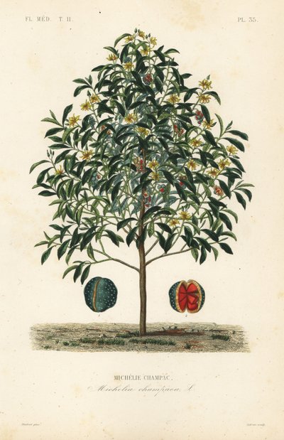 Árbol de champaca, Magnolia champaca de Unbekannt