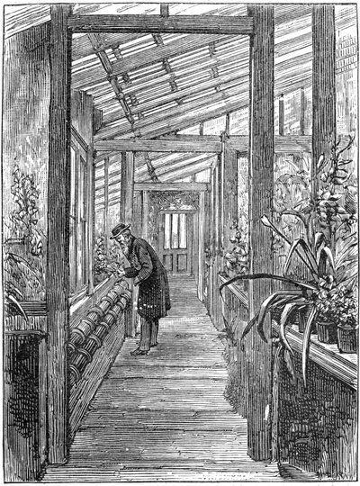 Charles Darwin 1809-1882, naturalista inglés, en su invernadero de Unbekannt