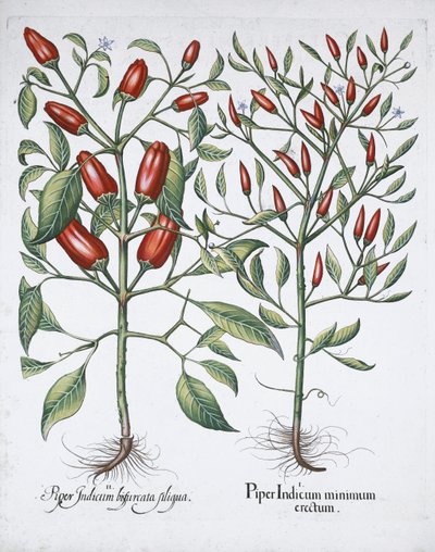 Plantas de chile, 1613 de Unbekannt
