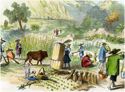 Cosecha china, Hong Kong, c1875 de Unbekannt