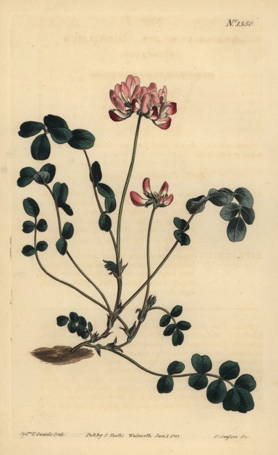 Astrágalo chino, Astragalus sinicus de Unbekannt