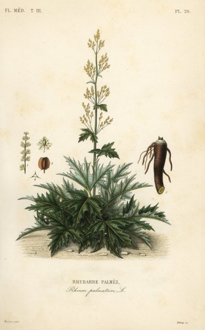 Ruibarbo chino o raíz de ruibarbo, Rheum palmatum de Unbekannt