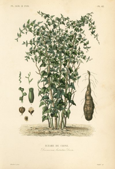 Ñame chino o vid de canela, Dioscorea polystachya, Dioscorea batatas, Igname de Chine de Unbekannt