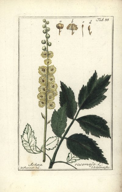 Cimicifuga Cimicifuga racemosa o Cohosh negro, Actaea racemosa (actea racemosa) de Unbekannt