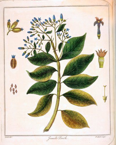 Jesuitas de la Cinchona o Corteza Peruana 1795 de Unbekannt