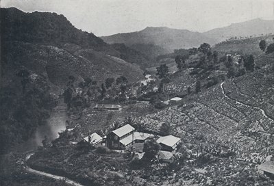Plantación de té cingalés, 1924 de Unbekannt