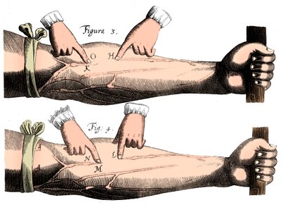 Circulación de la sangre, 1628 de Unbekannt