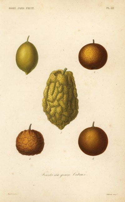 Frutas cítricas de Unbekannt