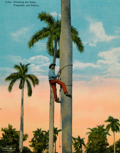 Subiendo una palmera, Cuba, c. 1920 de Unbekannt