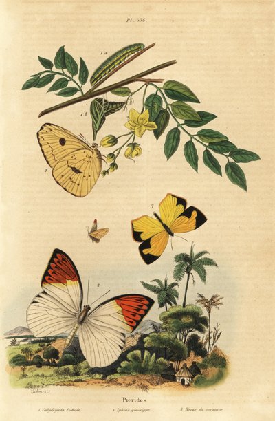 Azufre sin nubes, Phoebis sennae 1, gran punta naranja, Hebomoia glaucippe 2, y amarillo mexicano, Eurema mexicana 3 de Unbekannt