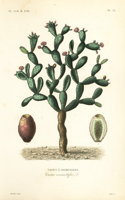 Cactus cochinilla, Nopalea cochenillifera, Opuntia cochenillifera, Cactus cochenillifer, Cactus coccinellifer, Cactus a cochenilles de Unbekannt