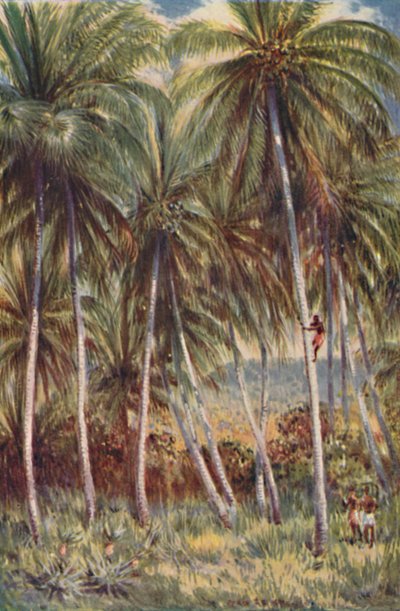 Palmeras de Coco en el Norte de Queensland, 1923 de Unbekannt