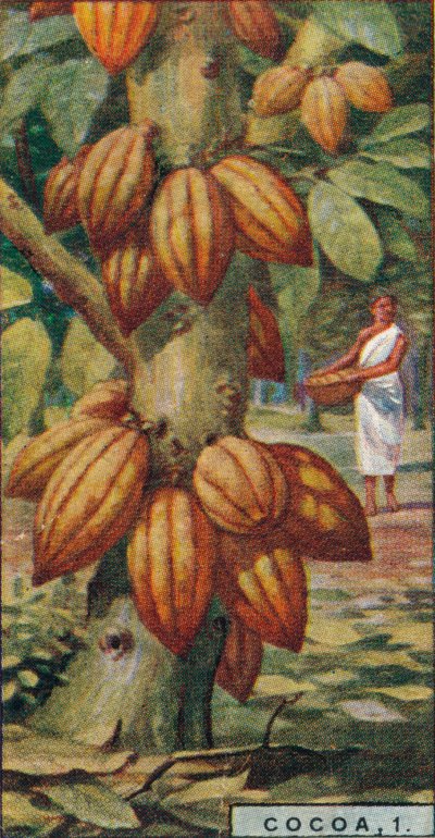 Cacao, 1. - Árbol de Cacao, Trinidad, 1928 de Unbekannt