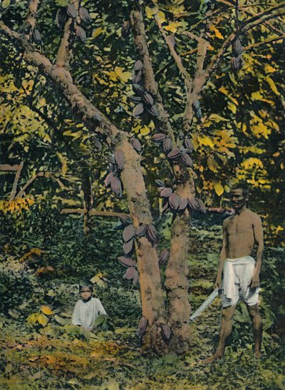 Cacao en plena producción, Trinidad y Tobago de Unbekannt