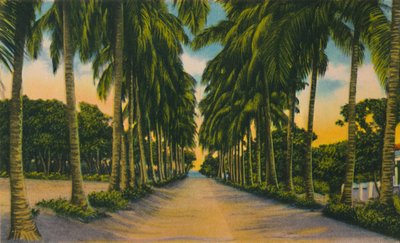 Avenida de los Cocoteros, Barranquilla, c1940s de Unbekannt