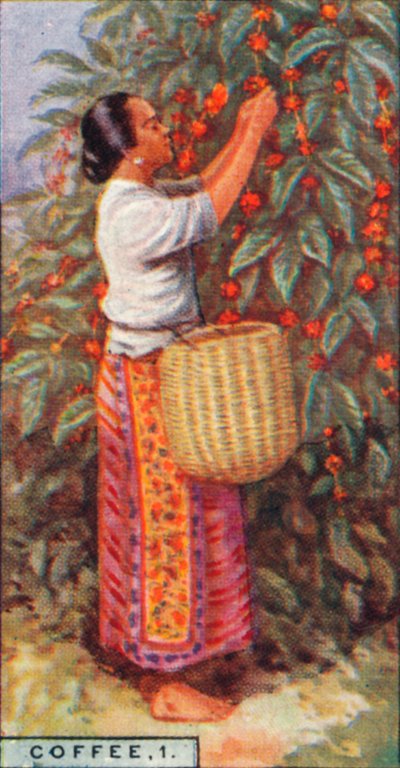 Café, 1. - Recolección de las bayas, Indias Orientales, 1928 de Unbekannt