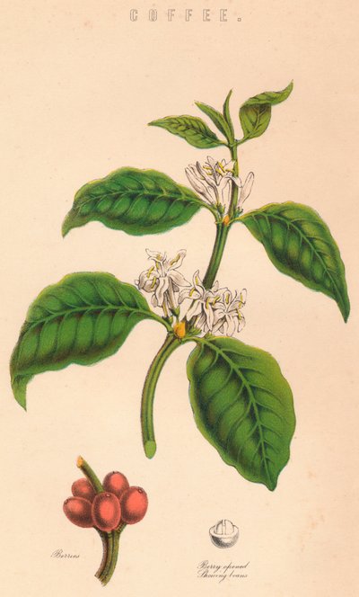 Café de Unbekannt