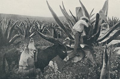 Recolectando agua de miel de un maguey, 1916 de Unbekannt