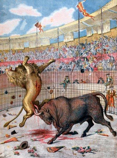 Combate entre un león y un toro, España, 1894 de Unbekannt