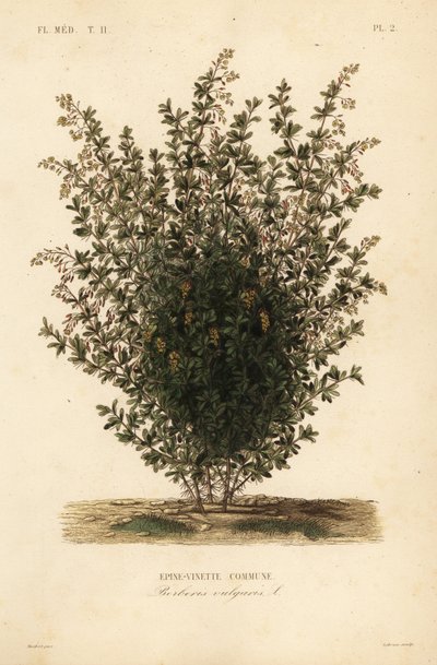 Agracejo común, Berberis vulgaris de Unbekannt