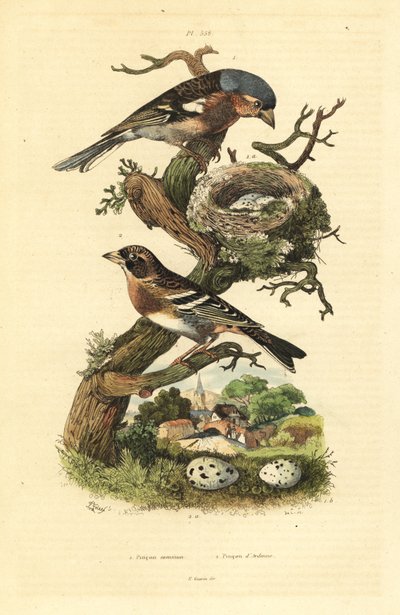 Pinzón común, Fringilla coelebs, nido y huevos, y pinzón de montaña, Fringilla montifringilla con huevos de Unbekannt