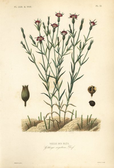 Agrostemma githago, Githago segetum, Nielle des bles, grabado en acero coloreado a mano por L de Unbekannt