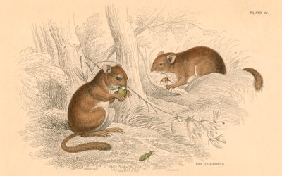 Lirón común Muscardinus arvellanarius, roedor hibernante, 1828 de Unbekannt