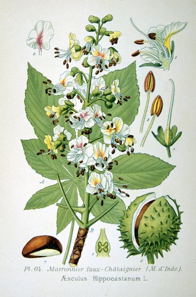 Castaño de Indias común, 1893 de Unbekannt