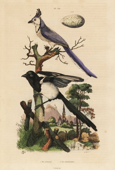 Urraca común, Pica pica, y urraca de garganta blanca, Calocitta formosa, con huevo de Unbekannt