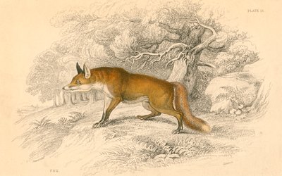 Zorro común o rojo Vulpes vulpes, 1828 de Unbekannt