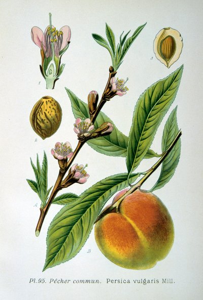 Durazno Común, 1893 de Unbekannt