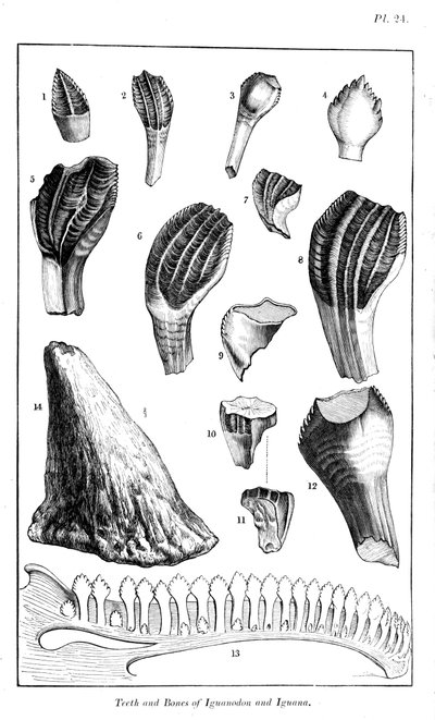 Comparación de los dientes de un iguanodonte con los de una iguana moderna, 1836 de Unbekannt