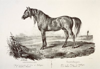 Copenhague, el caballo del Duque de Wellington de Unbekannt