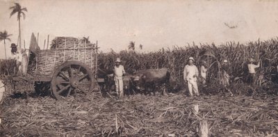 Corte de Caña. - Recolección de Caña de Azúcar. Cuba, c1900 de Unbekannt
