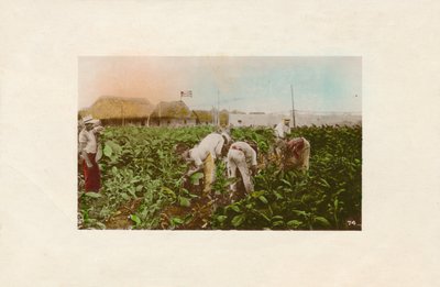 Cosecha de tabaco, c. 1910 de Unbekannt