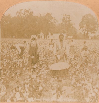 Recolección de algodón, c1900 de Unbekannt