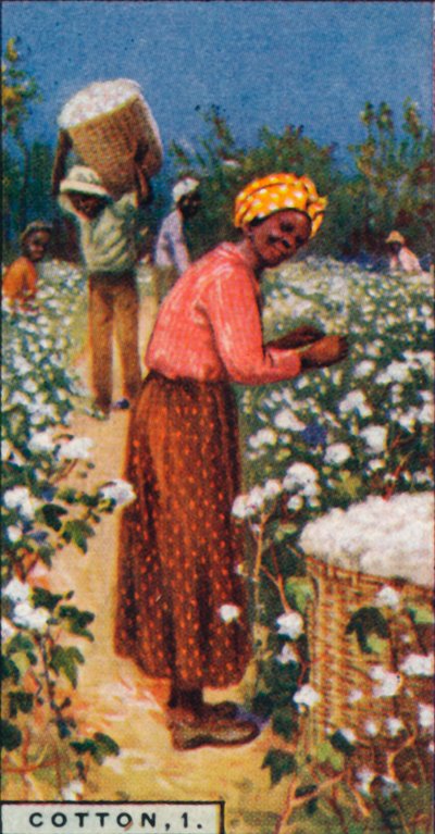 Algodón, 1. - Recogiendo algodón con semilla, Indias Occidentales, 1928 de Unbekannt