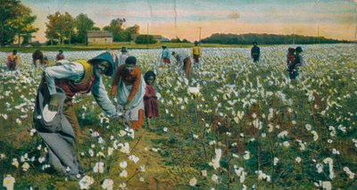 Recolección de algodón, Augusta, Georgia, c1900 de Unbekannt