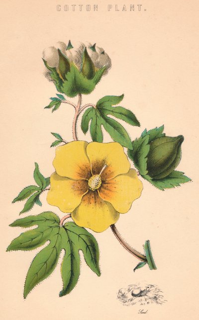 Planta de algodón, siglo XIX de Unbekannt