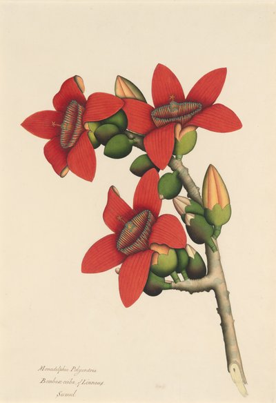 Flores del Árbol de Algodón, ca. 1800-1805 de Unbekannt