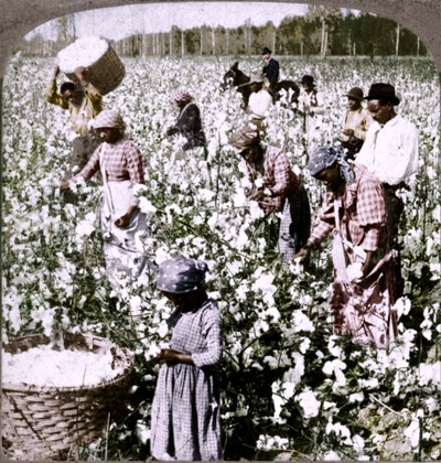 El algodón es rey - escena de plantación con recolectores trabajando. Georgia, c1900 de Unbekannt